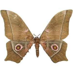 GONIMBRASIA EPIMETHEA